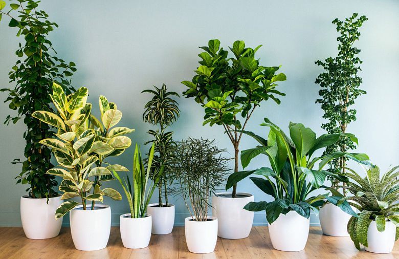 TURN YOUR HOME INTO A PINTEREST WORTHY JUNGLE FULL OF PLANTS AND FLOWERS.