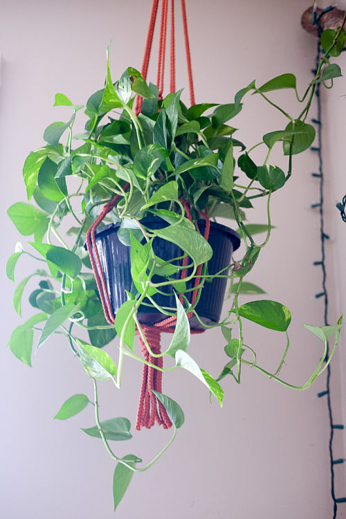 Turn your home into a Pinterest worthy jungle full of plants and flowers